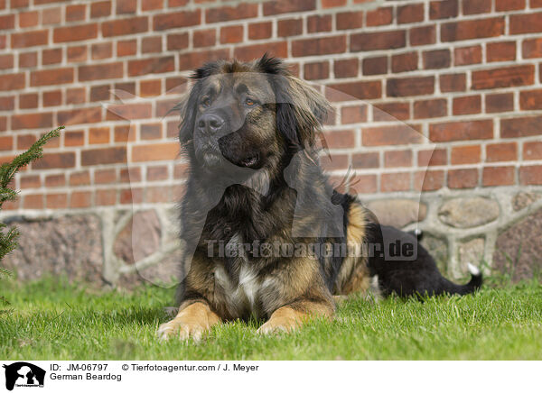 German Beardog / JM-06797