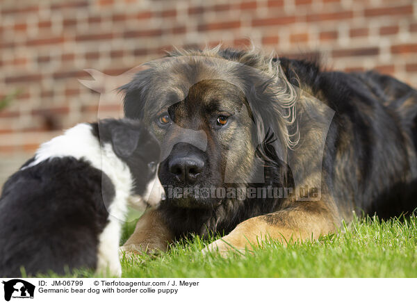 Germanic bear dog with border collie puppy / JM-06799