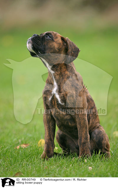 sitting boxer puppy / RR-00749