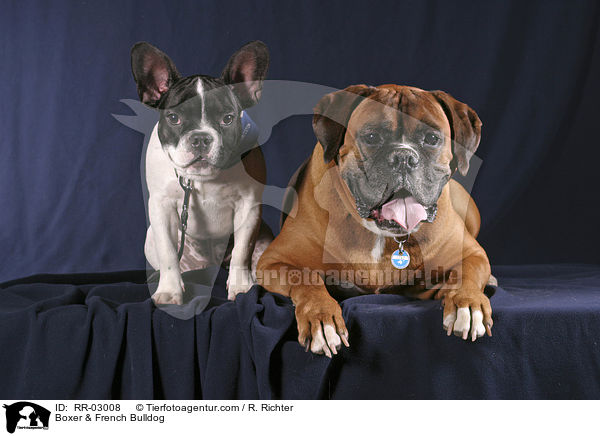 Boxer & French Bulldog / RR-03008