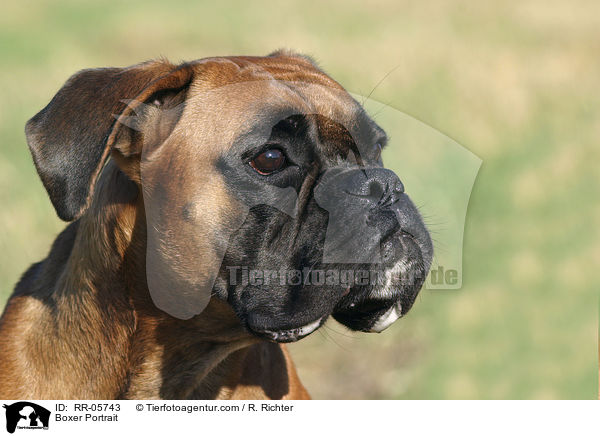 Boxer Portrait / RR-05743