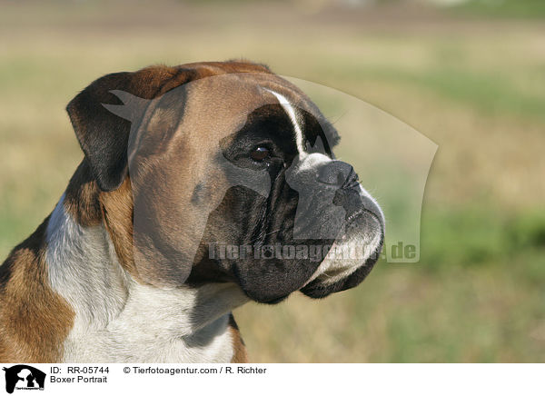 Boxer Portrait / RR-05744