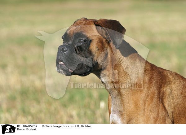 Boxer Portrait / RR-05757