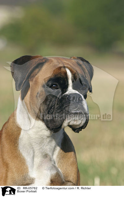 Boxer Portrait / RR-05762
