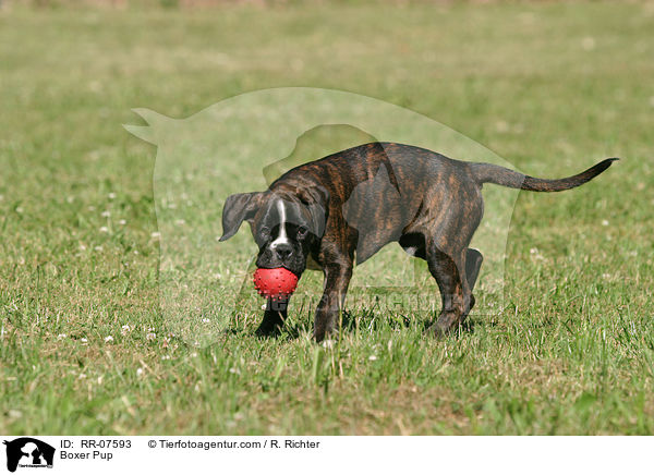 Boxer Pup / RR-07593