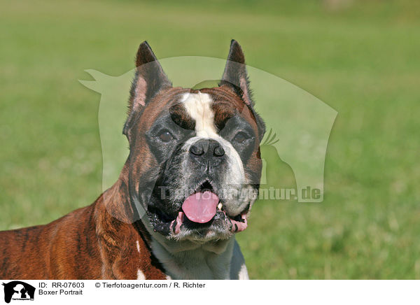 Boxer Portrait / RR-07603