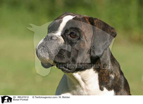 Boxer Portrait / RR-07610