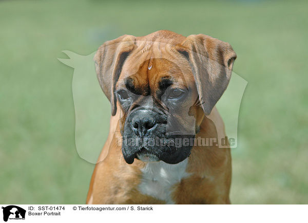 Boxer Portrait / SST-01474