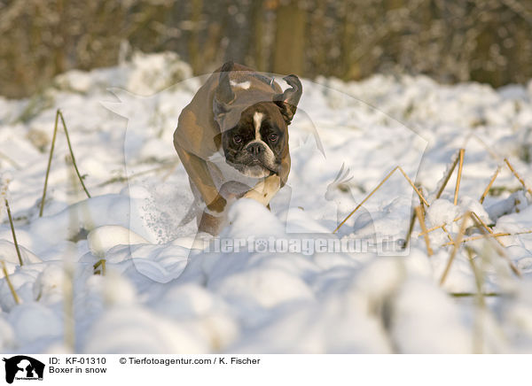 Boxer in snow / KF-01310
