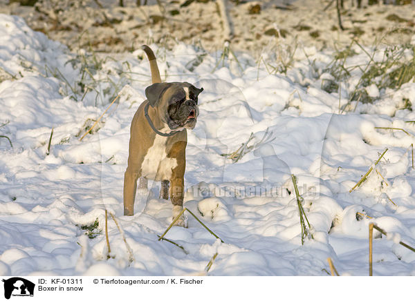 Boxer in snow / KF-01311