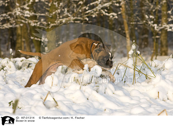 Boxer in snow / KF-01314