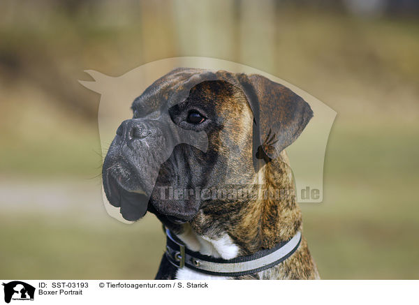 Boxer Portrait / SST-03193