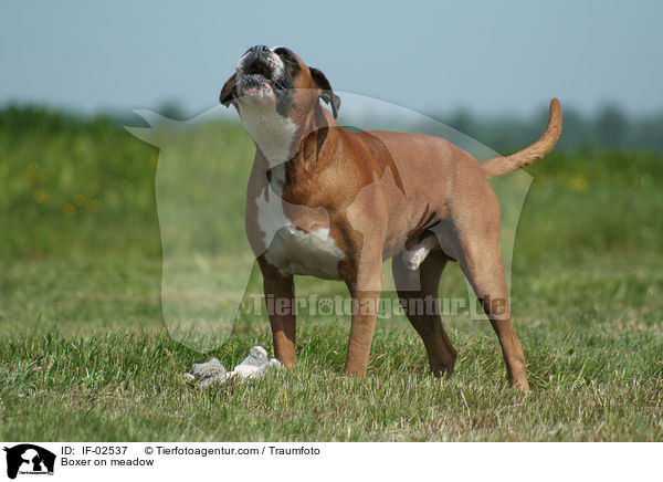 Boxer on meadow / IF-02537