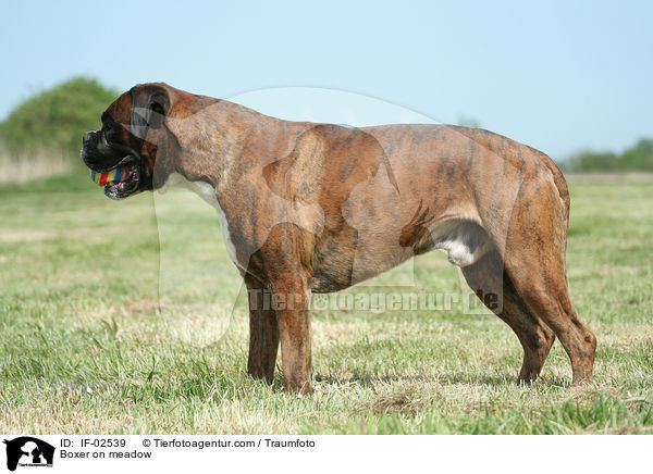 Boxer on meadow / IF-02539