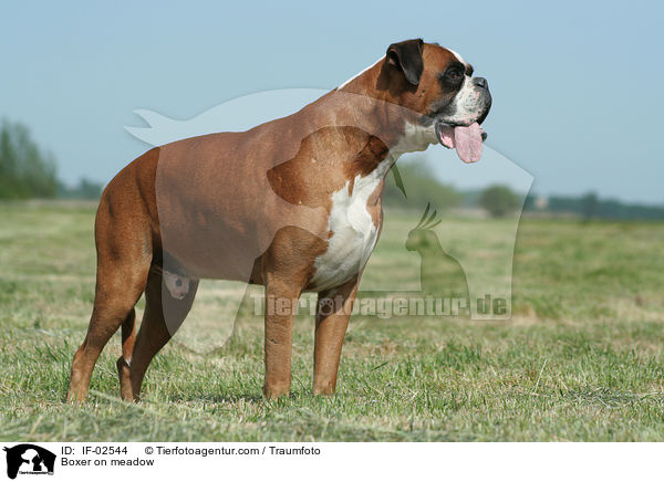 Boxer on meadow / IF-02544