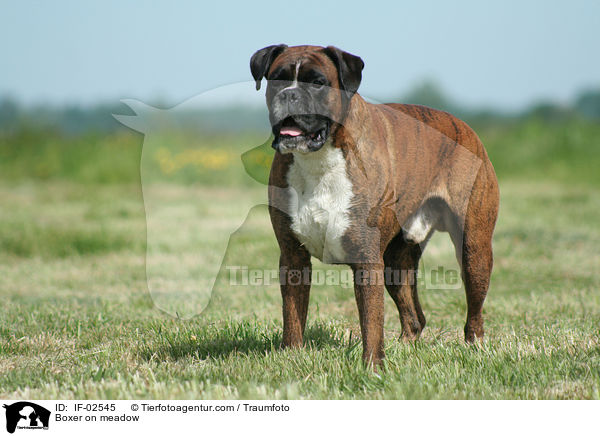 Boxer on meadow / IF-02545