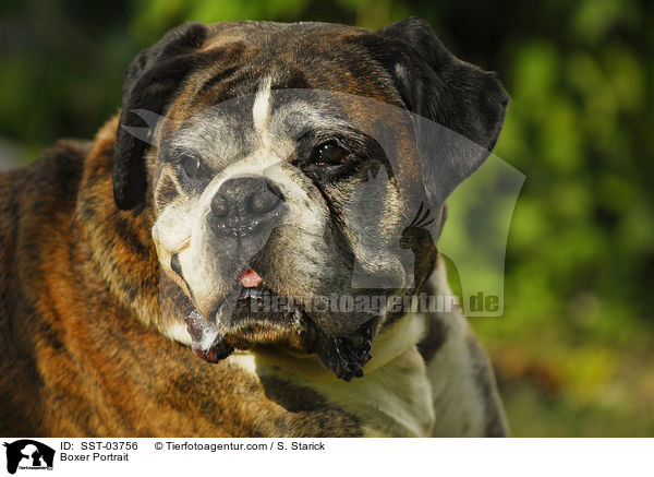Boxer Portrait / SST-03756