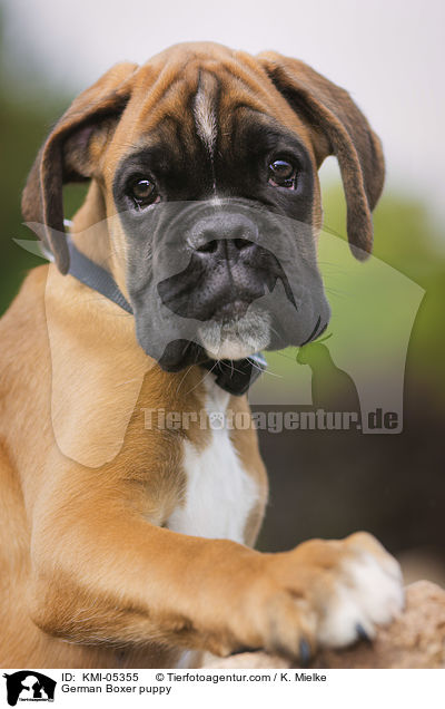 Deutscher Boxer Welpe / German Boxer puppy / KMI-05355