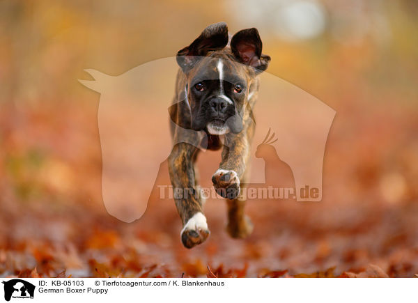 German Boxer Puppy / KB-05103