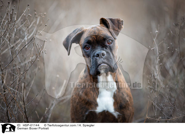 German Boxer Portrait / HSP-01144