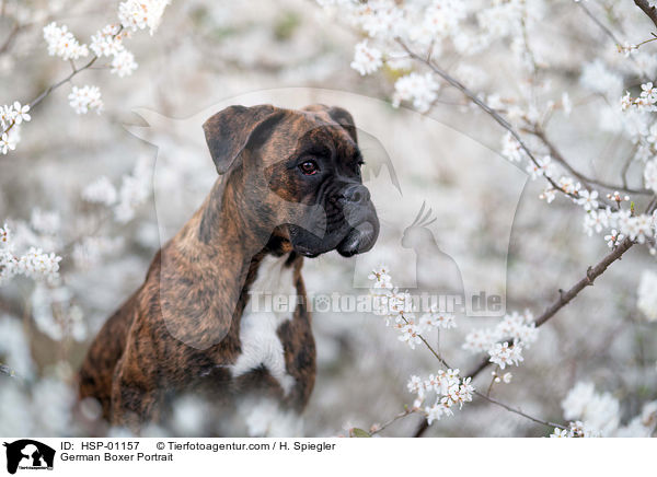 German Boxer Portrait / HSP-01157