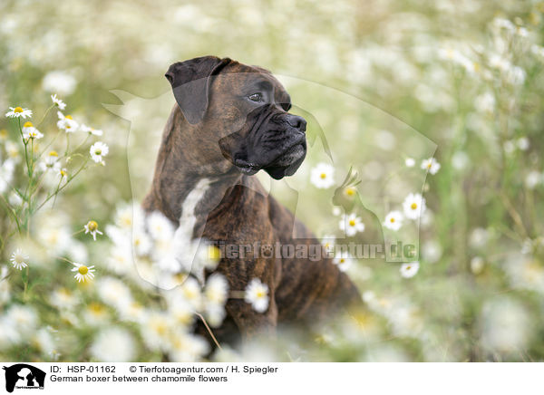 German boxer between chamomile flowers / HSP-01162