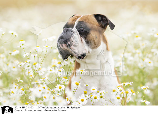 German boxer between chamomile flowers / HSP-01163