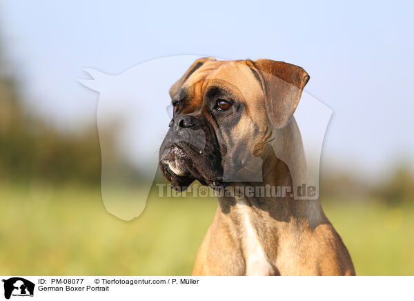 German Boxer Portrait / PM-08077