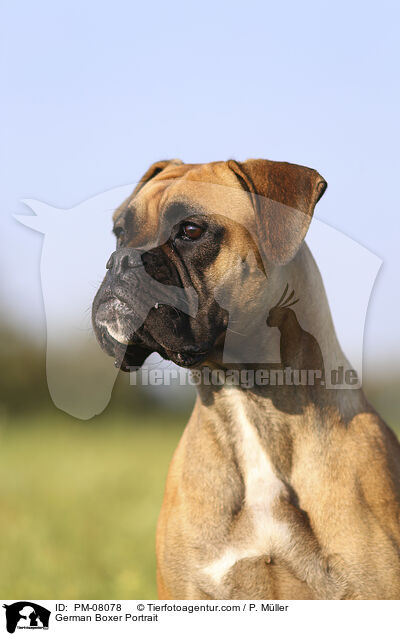 German Boxer Portrait / PM-08078