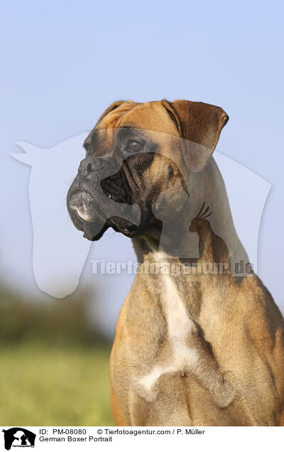 German Boxer Portrait / PM-08080