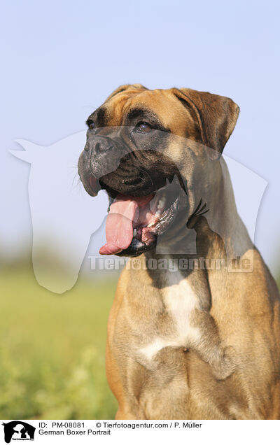 German Boxer Portrait / PM-08081