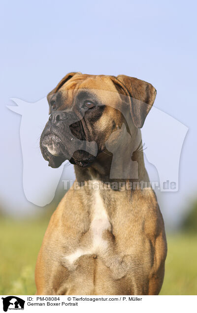 German Boxer Portrait / PM-08084