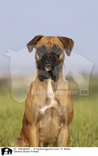 German Boxer Portrait / PM-08085