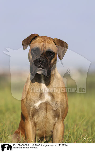 German Boxer Portrait / PM-08086