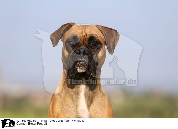 German Boxer Portrait / PM-08089