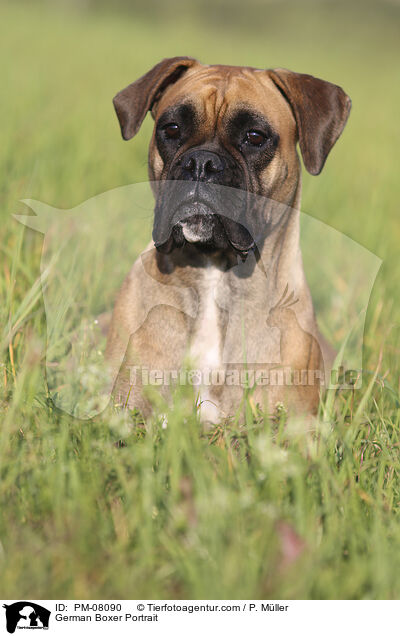 German Boxer Portrait / PM-08090