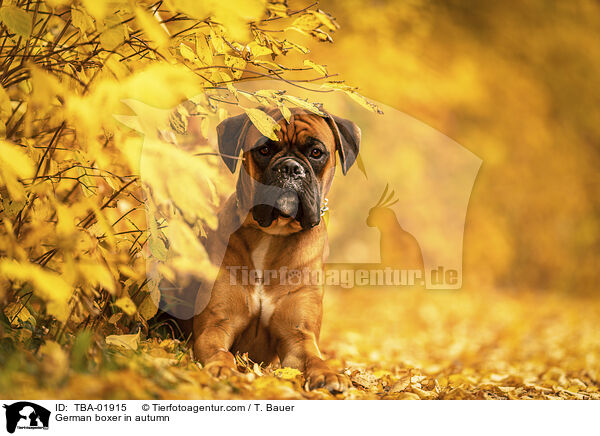 German boxer in autumn / TBA-01915