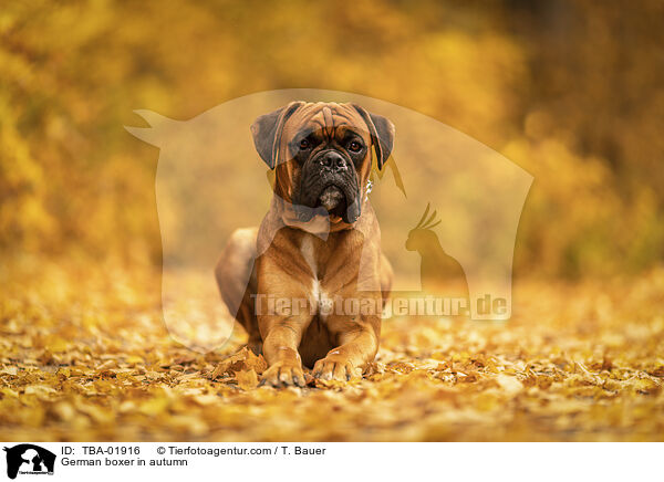 German boxer in autumn / TBA-01916
