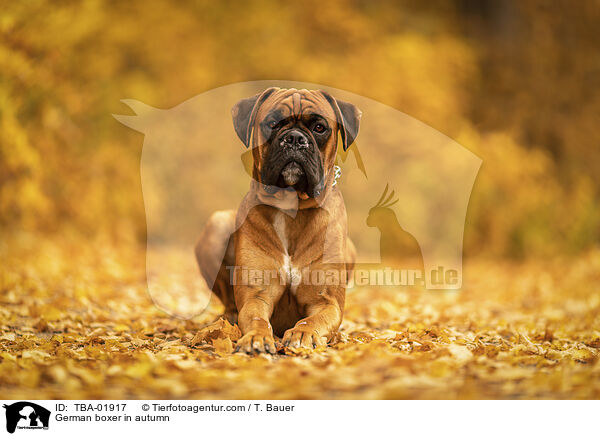 German boxer in autumn / TBA-01917