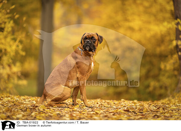 German boxer in autumn / TBA-01922