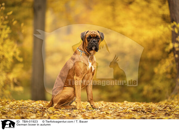 German boxer in autumn / TBA-01923