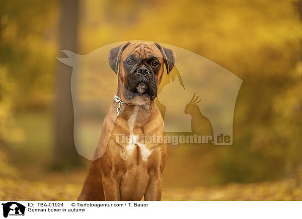 German boxer in autumn / TBA-01924