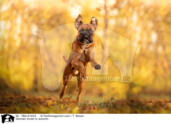 German boxer in autumn / TBA-01933