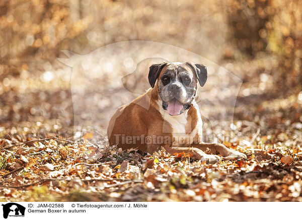 German Boxer in autumn / JAM-02588