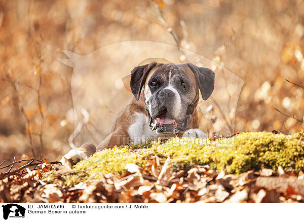 German Boxer in autumn / JAM-02596