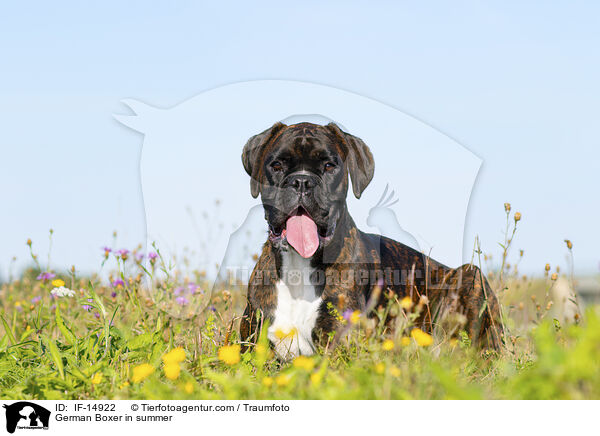 German Boxer in summer / IF-14922