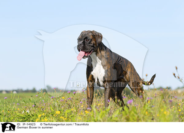 German Boxer in summer / IF-14923