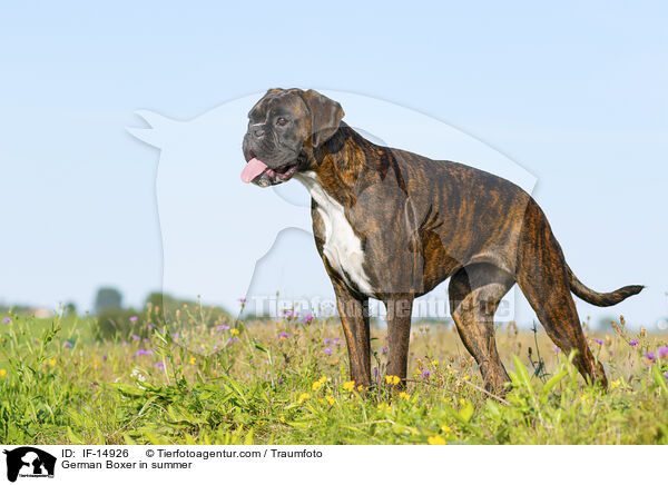 German Boxer in summer / IF-14926