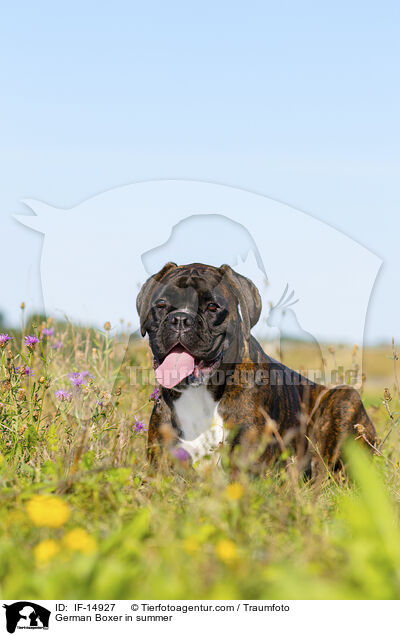 German Boxer in summer / IF-14927