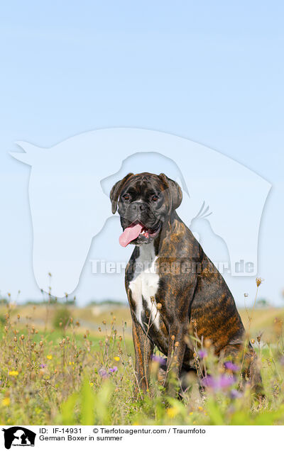 German Boxer in summer / IF-14931